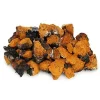 Buy Chaga Mushroom Online