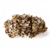 Buy Maitake Mushroom