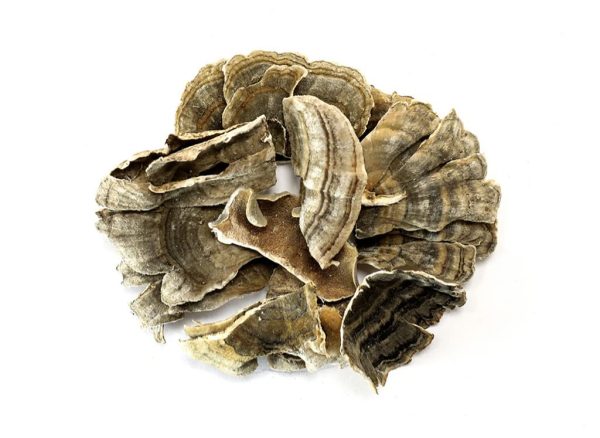 Buy Turkey Tail Mushroom Online